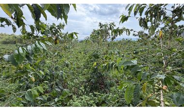 VENTA DE FINCA EN QUIMBAYA, QUINDO, COLOMBIA