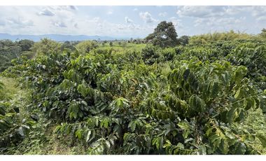 VENTA DE FINCA EN QUIMBAYA, QUINDO, COLOMBIA