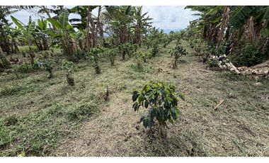 VENTA DE FINCA EN QUIMBAYA, QUINDO, COLOMBIA