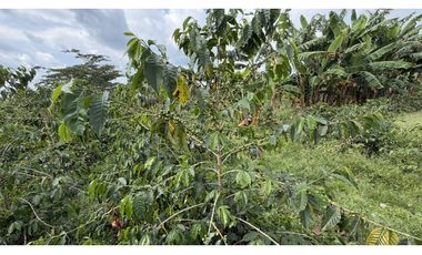 VENTA DE FINCA EN QUIMBAYA, QUINDO, COLOMBIA