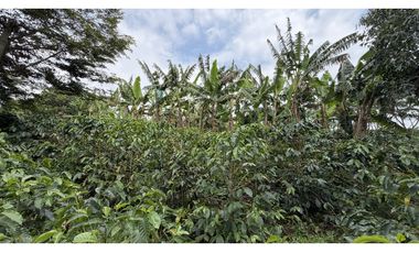 VENTA DE FINCA EN QUIMBAYA, QUINDO, COLOMBIA