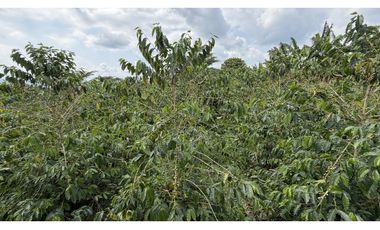 VENTA DE FINCA EN QUIMBAYA, QUINDO, COLOMBIA