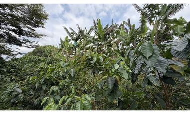 VENTA DE FINCA EN QUIMBAYA, QUINDO, COLOMBIA