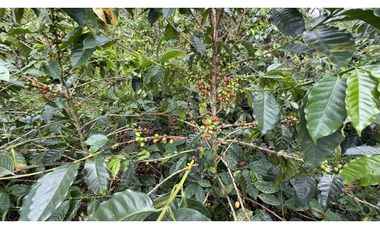 VENTA DE FINCA EN QUIMBAYA, QUINDO, COLOMBIA