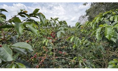 VENTA DE FINCA EN QUIMBAYA, QUINDO, COLOMBIA