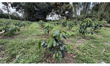 VENTA DE FINCA EN QUIMBAYA, QUINDO, COLOMBIA