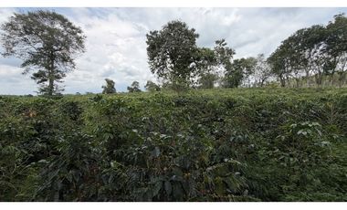 VENTA DE FINCA EN QUIMBAYA, QUINDO, COLOMBIA
