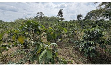 VENTA DE FINCA EN QUIMBAYA, QUINDO, COLOMBIA
