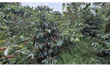 VENTA DE FINCA EN QUIMBAYA, QUINDO, COLOMBIA