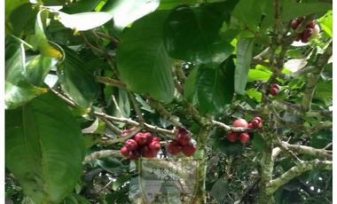 Vendo finca en Bocas del Toro Isla Bastimento L.T