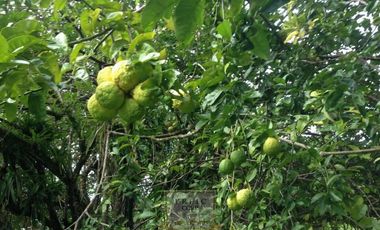 Vendo finca en Bocas del Toro Isla Bastimento L.T