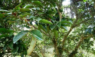 Vendo finca en Bocas del Toro Isla Bastimento L.T