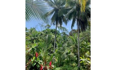 Vendo finca en Bocas del Toro Isla Bastimento L.T