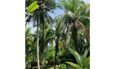 Vendo finca en Bocas del Toro Isla Bastimento L.T
