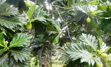 Vendo finca en Bocas del Toro Isla Bastimento L.T