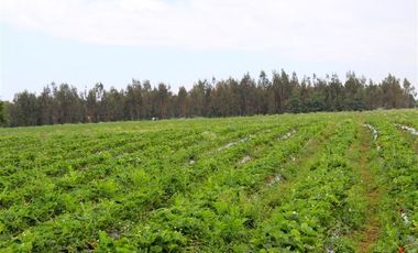 Agrícola en Venta en Gran Oportunidad Se Vende Campo Agrícola 14 hec en el Sector Parrar el Retiro