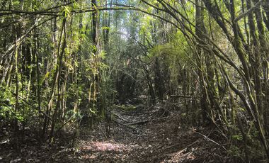 1 HECTÁREA DE TERRENO EN BUTALCURA, DALCAHUE - CHILOÉ