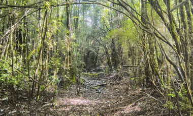 1 HECTÁREA DE TERRENO EN BUTALCURA, DALCAHUE - CHILOÉ