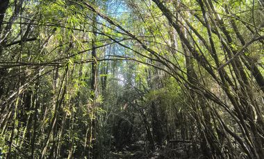 1 HECTÁREA DE TERRENO EN BUTALCURA, DALCAHUE - CHILOÉ
