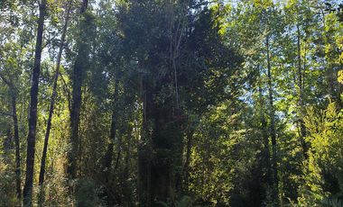 1 HECTÁREA DE TERRENO EN BUTALCURA, DALCAHUE - CHILOÉ
