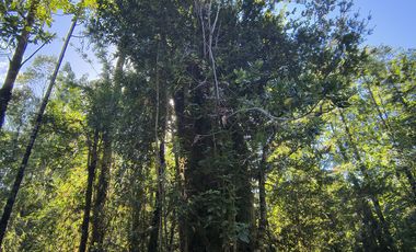 1 HECTÁREA DE TERRENO EN BUTALCURA, DALCAHUE - CHILOÉ