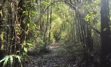 1 HECTÁREA DE TERRENO EN BUTALCURA, DALCAHUE - CHILOÉ