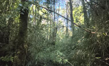 1 HECTÁREA DE TERRENO EN BUTALCURA, DALCAHUE - CHILOÉ