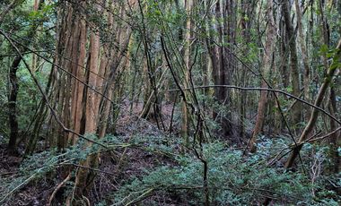 OPORTUNIDAD-TERRENO RÍO NOTUÉ- 1 HECTAREA