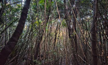 OPORTUNIDAD-TERRENO RÍO NOTUÉ- 1 HECTAREA