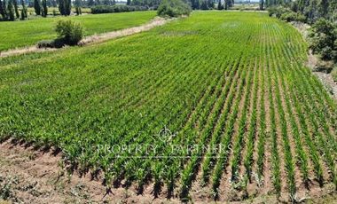 Campo productivo en arriendo