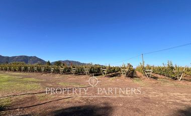 Espectacular parcela productiva con cerezos y casa en Teno