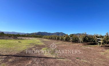 Espectacular parcela productiva con cerezos y casa en Teno