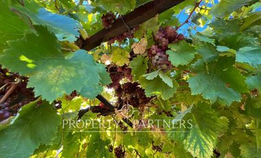 Espectacular parcela productiva con cerezos y casa en Teno