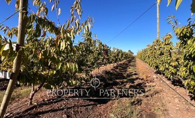Espectacular parcela productiva con cerezos y casa en Teno