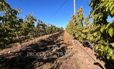 Espectacular parcela productiva con cerezos y casa en Teno