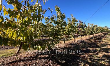 Espectacular parcela productiva con cerezos y casa en Teno