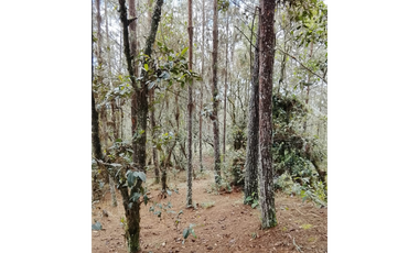 Vende Lote reservado con  excelente acceso-La Palma-Santa elena