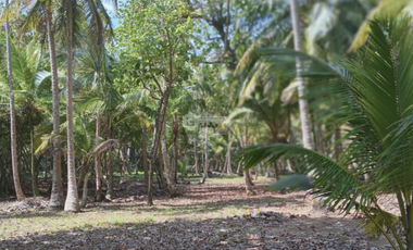 COLON / PLAYA CHIQUITA / 100 HECTAREAS / PARA DESARROLLO FRENTE AL MAR