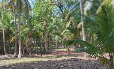 COLON / PLAYA CHIQUITA / 100 HECTAREAS / PARA DESARROLLO FRENTE AL MAR