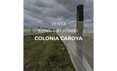 VENTA - 4 HECTREAS DE VIÑEDOS - COLONIA CAROYA