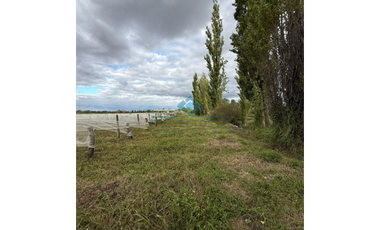 VENTA - 4 HECTREAS DE VIÑEDOS - COLONIA CAROYA