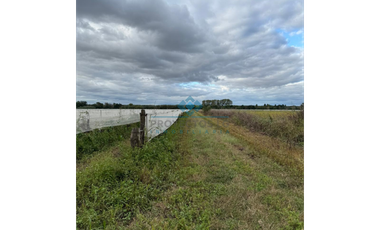 VENTA - 4 HECTREAS DE VIÑEDOS - COLONIA CAROYA