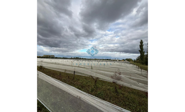VENTA - 4 HECTREAS DE VIÑEDOS - COLONIA CAROYA
