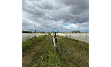 VENTA - 4 HECTREAS DE VIÑEDOS - COLONIA CAROYA