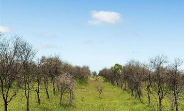 Parcela en Venta en MARCHIGUE