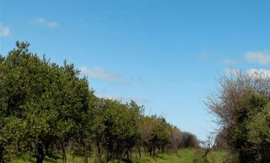 Parcela en Venta en MARCHIGUE