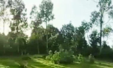 EL MAÑIO CON YERBAS BUENAS LOS MUERMOS