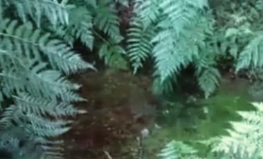 EL MAÑIO CON YERBAS BUENAS LOS MUERMOS