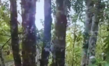 EL MAÑIO CON YERBAS BUENAS LOS MUERMOS