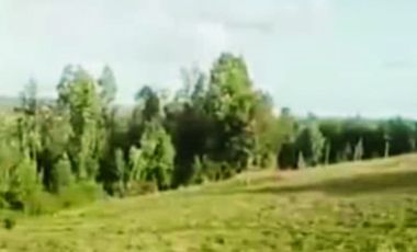 EL MAÑIO CON YERBAS BUENAS LOS MUERMOS